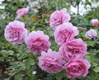 Кустовой саженец - чайная роза (троянда)