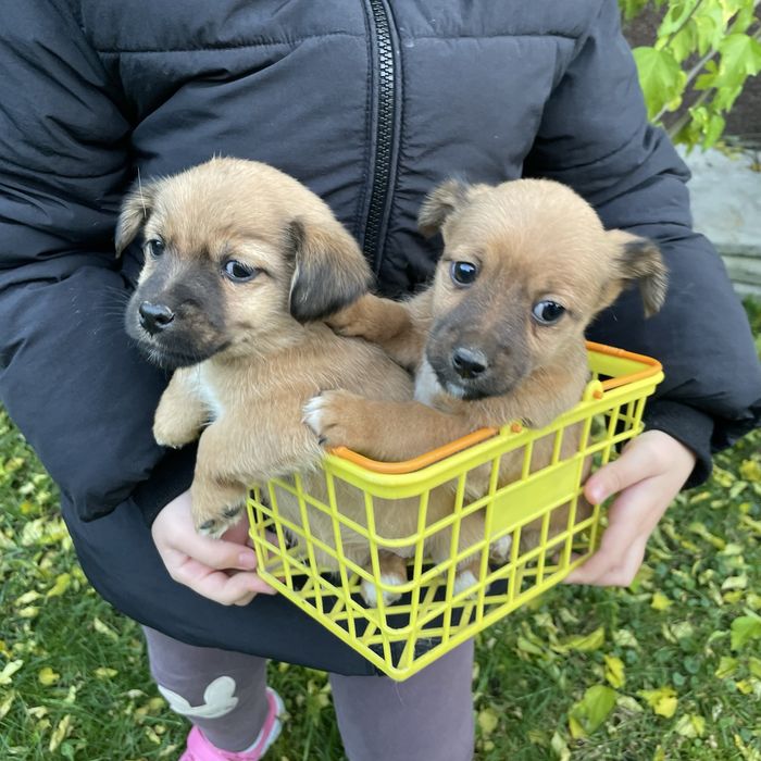 Собачка, дівчинка  ( без породи)