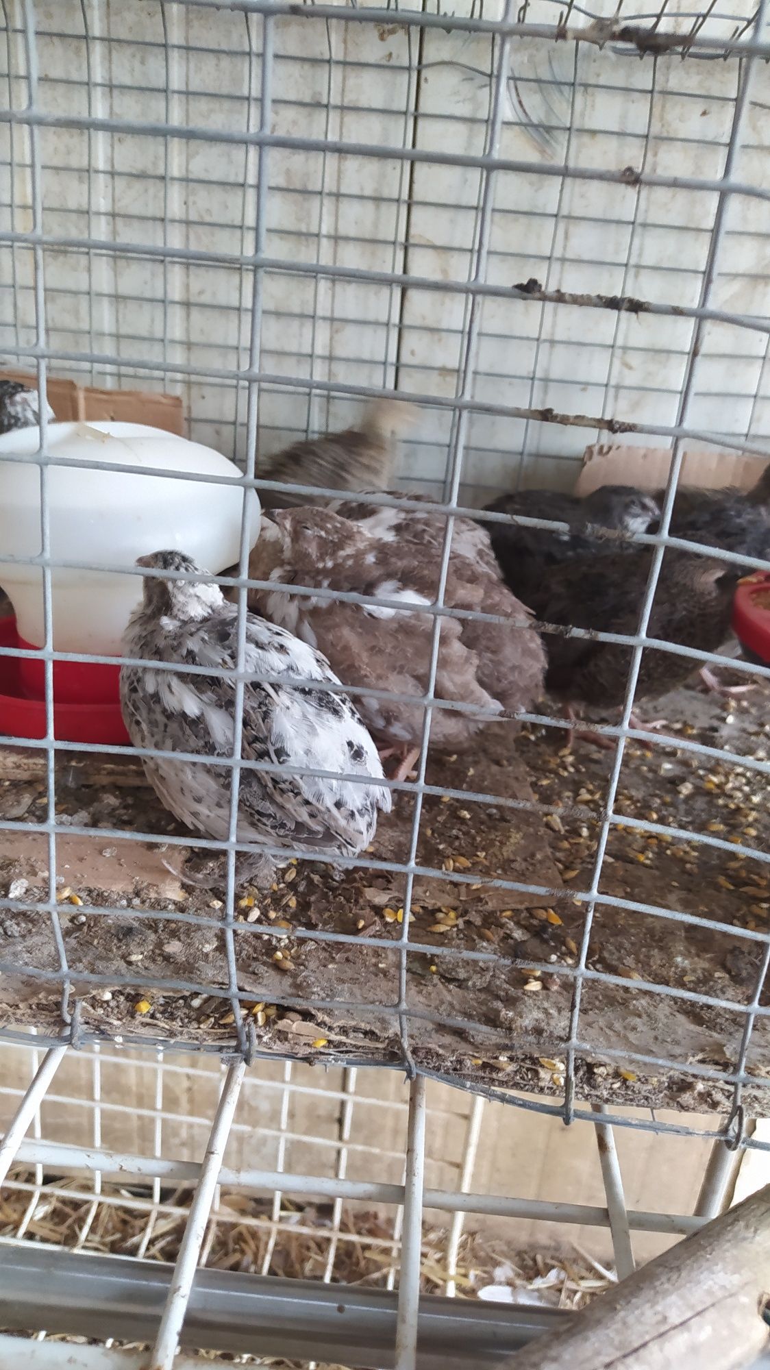 Ovos de codorniz