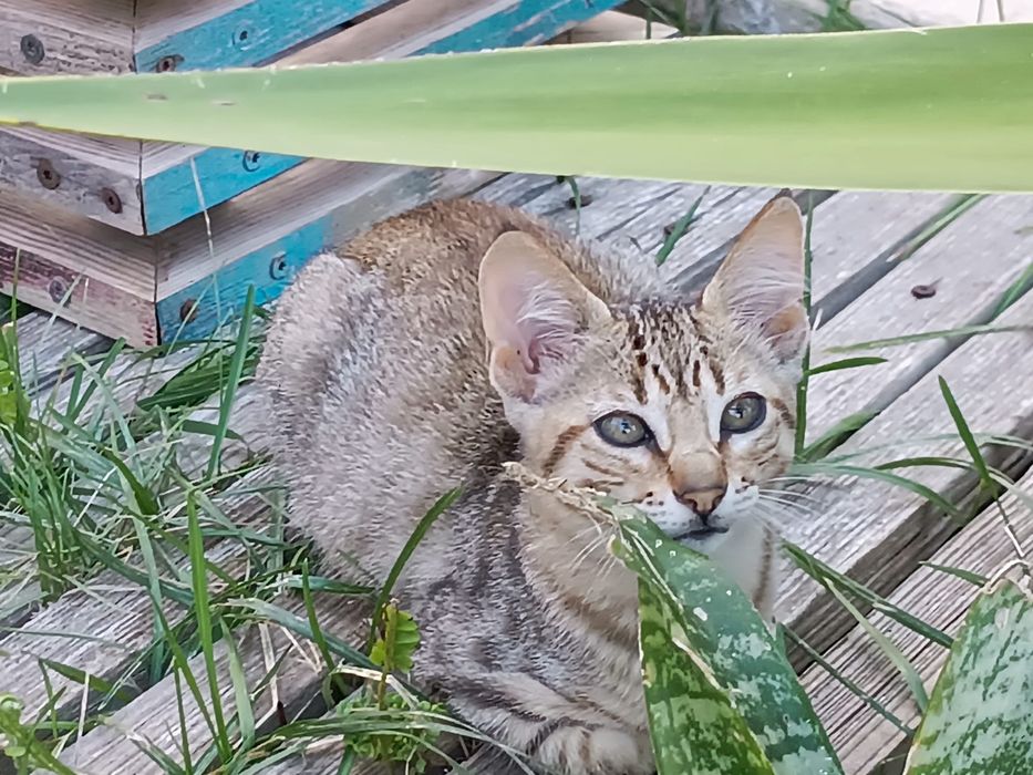 Gatinha meiguinha para Adoção Responsável