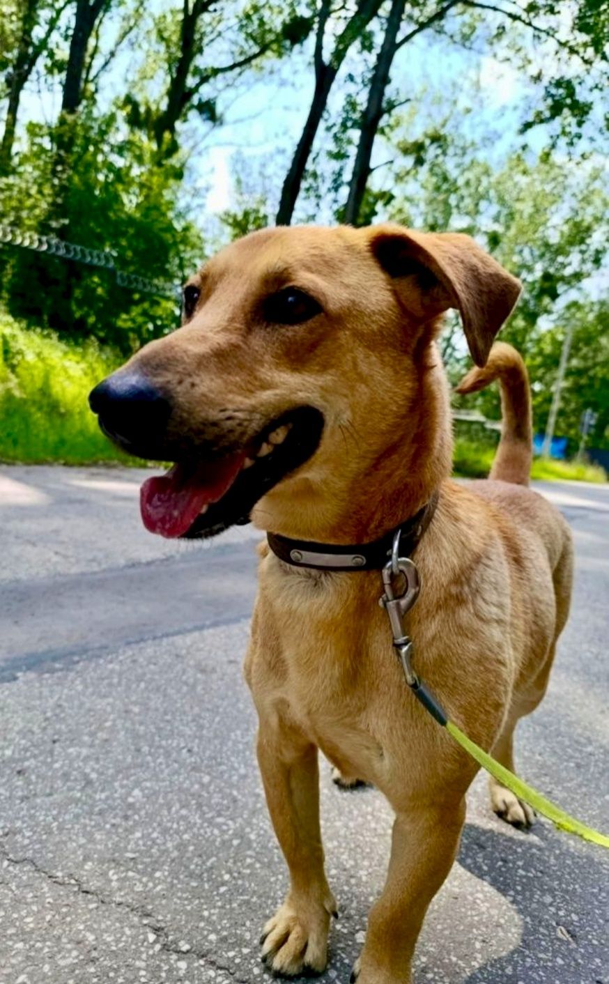 Rudi gorąco poleca się do adopcji ..