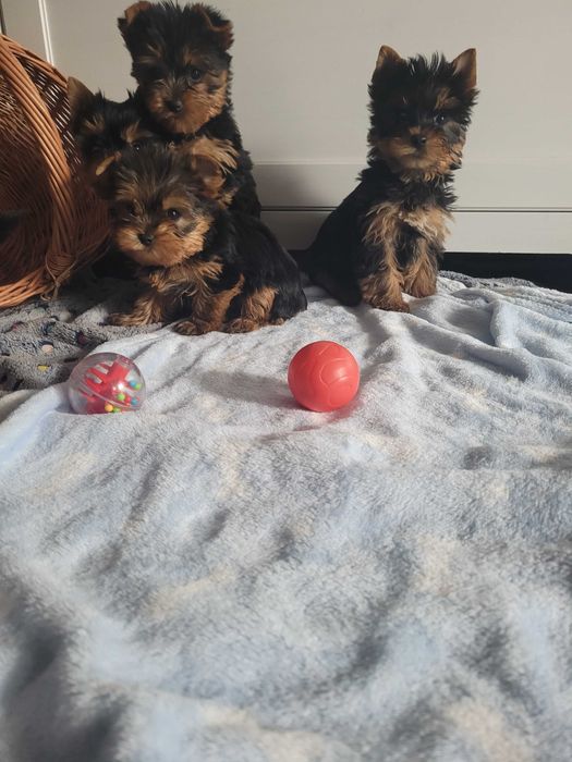 York suczka mini Warszawa yorki