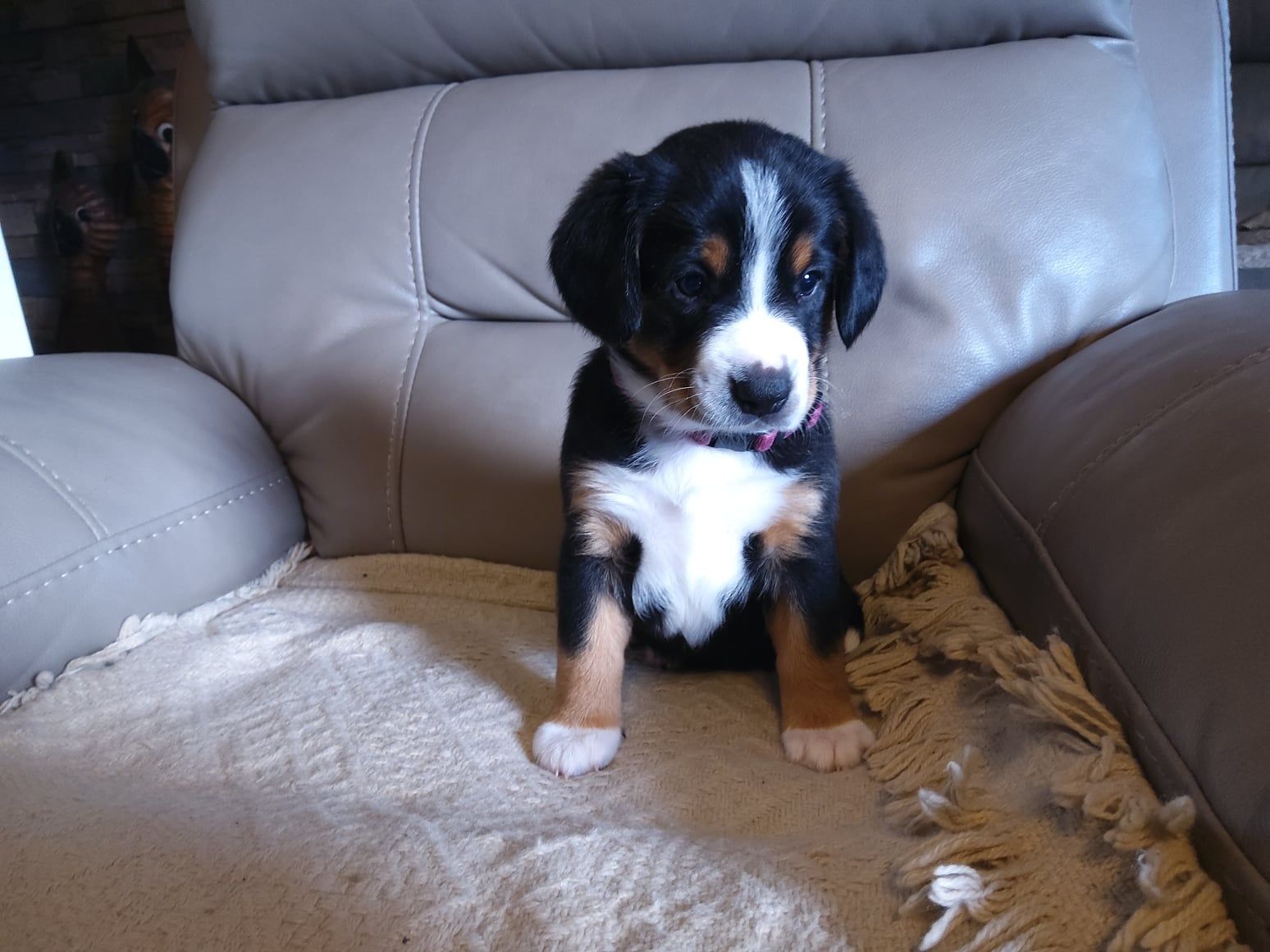 Entlebucher Szwajcarski Pies Pasterski FCI