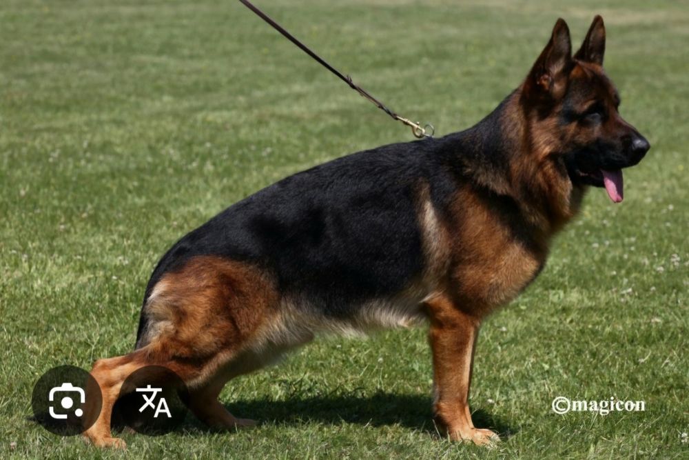 Owczarek niemiecki krótkowłosy