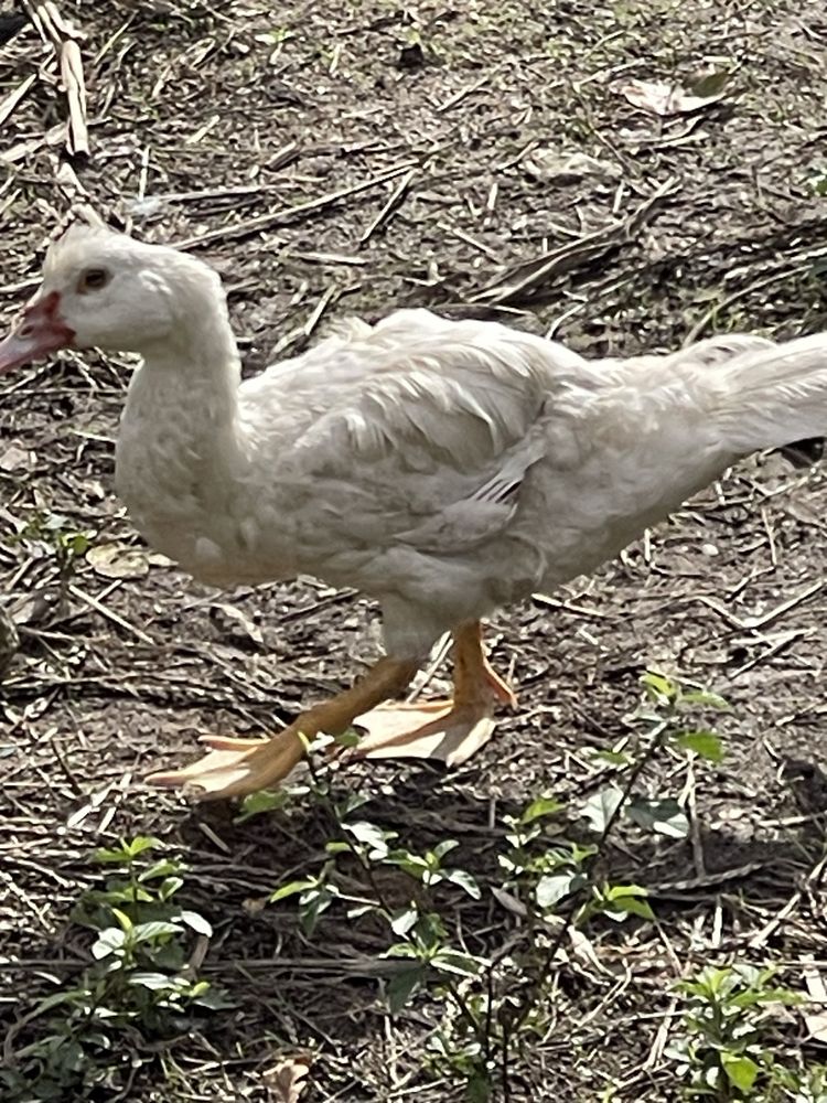 Patos para venda da quinta