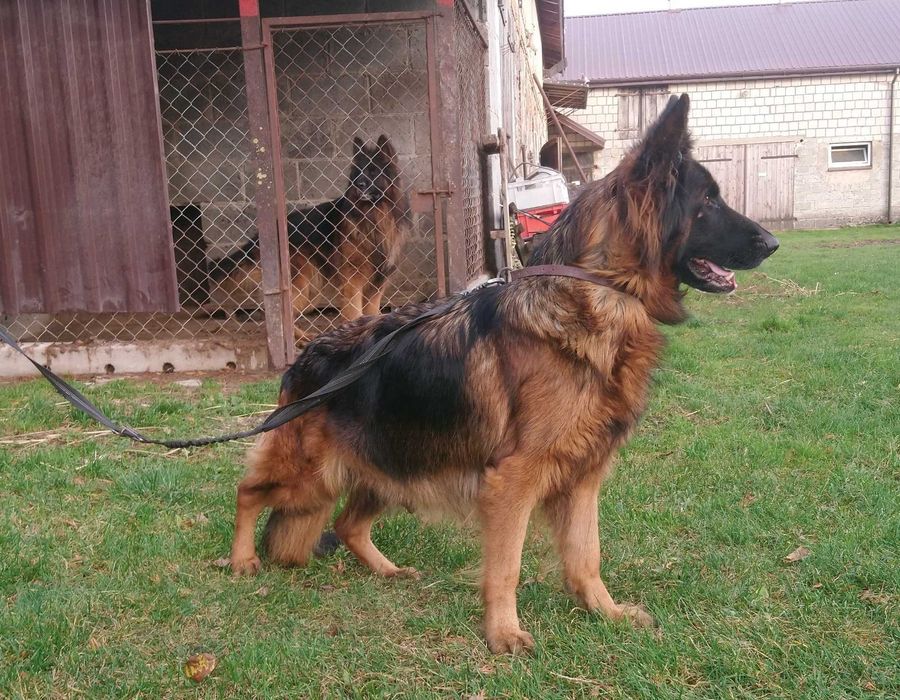 Owczarek niemiecki - szczeniak