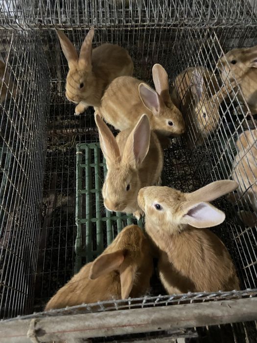 Кролики бургундія