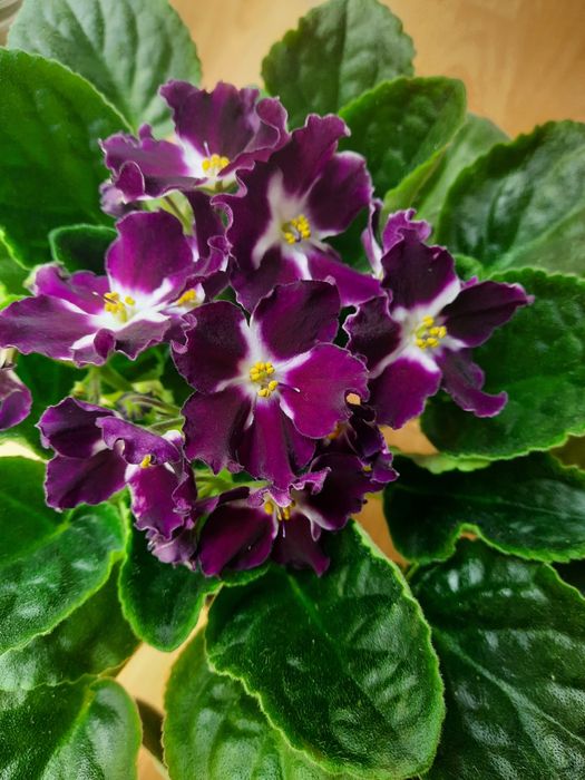 Продам фіалки сортові