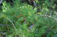 Asparagus aethiopicus planta decorativa