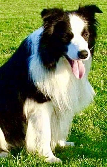 Border Collie piesek FCI