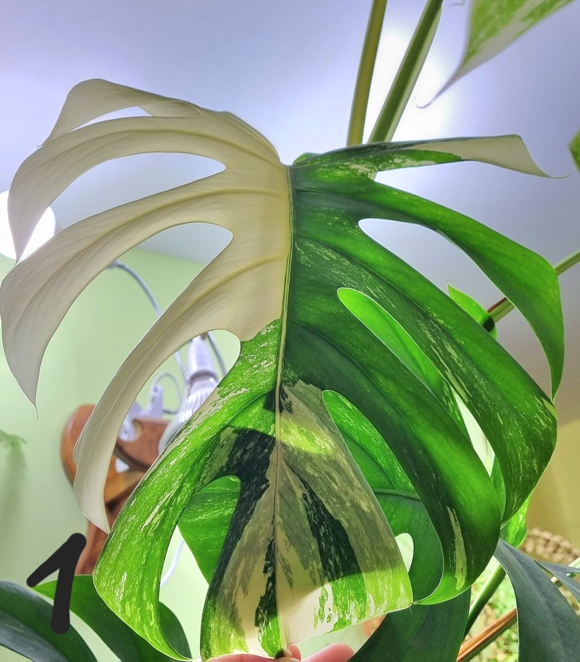 Monstera deliciosa variegata