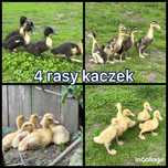 ‼️Kaczki pekin maximus, mulardy kaczkogęsi, dworki, staropolskie ‼️