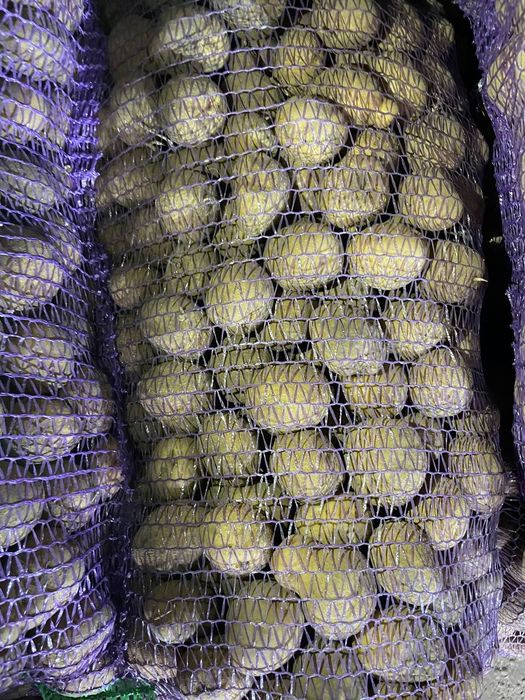 Картопля насінева, сорт Зоряна