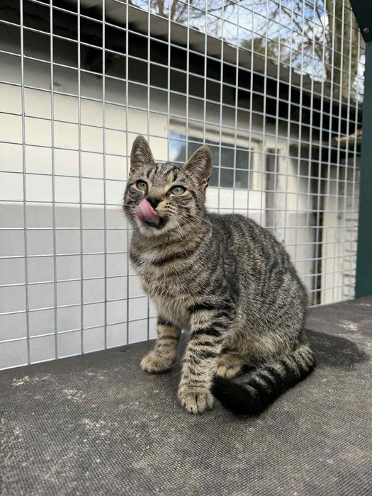 Przeuroczy Fionek poleca się do adopcji!