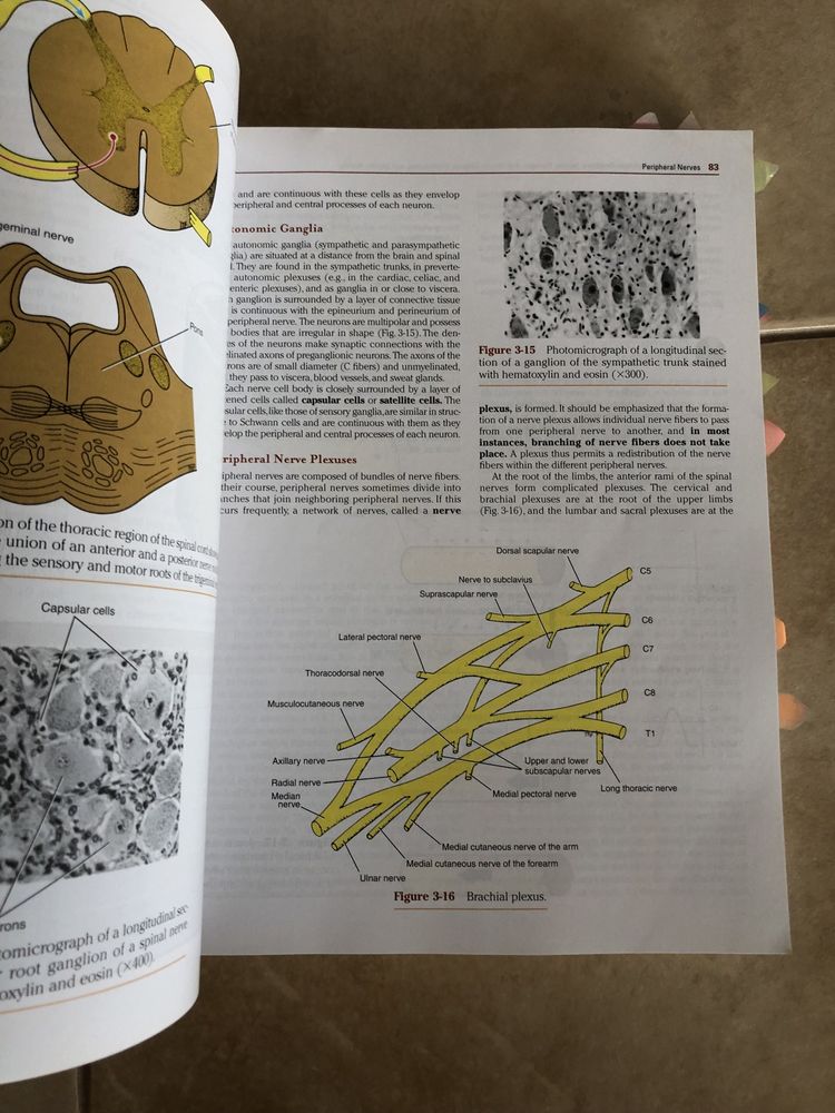 Clinical neuroanatomy podręcznik do medycyny