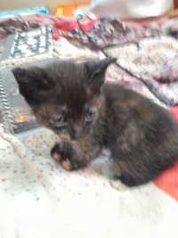 Kittens for adoption.  gatinhos par adopcao