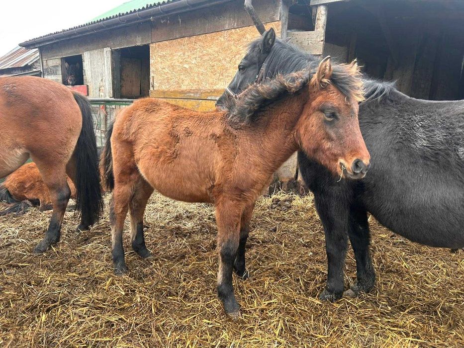 Sprzedam ogierki huculskie