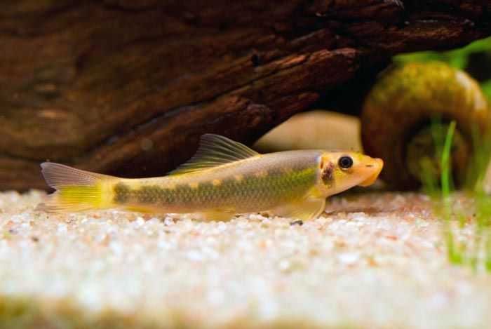 Glonojad Syjamski Chiński (Gyrinocheilus aymonieri) WYSYŁKA AKWAWIN