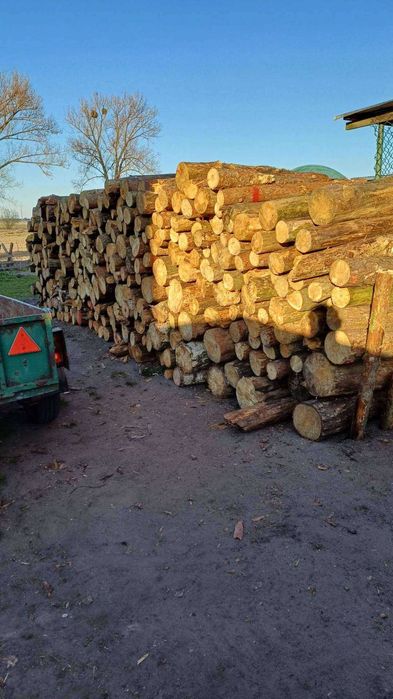 Drzewo grube sosna brzoza