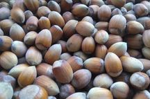 Orzechy laskowe w łupinie POLSKIE własna plantacja 4kg 2024