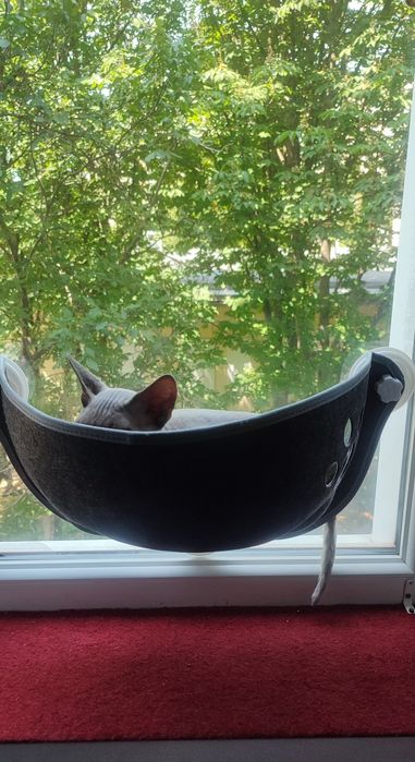 Девон Рекс хлопчик, Київ, Кривий Ріг