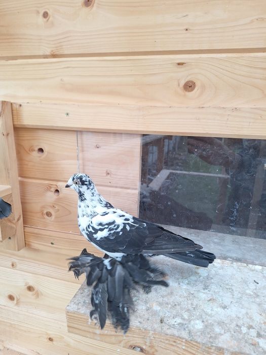 Widyn Polski Samiec czarny