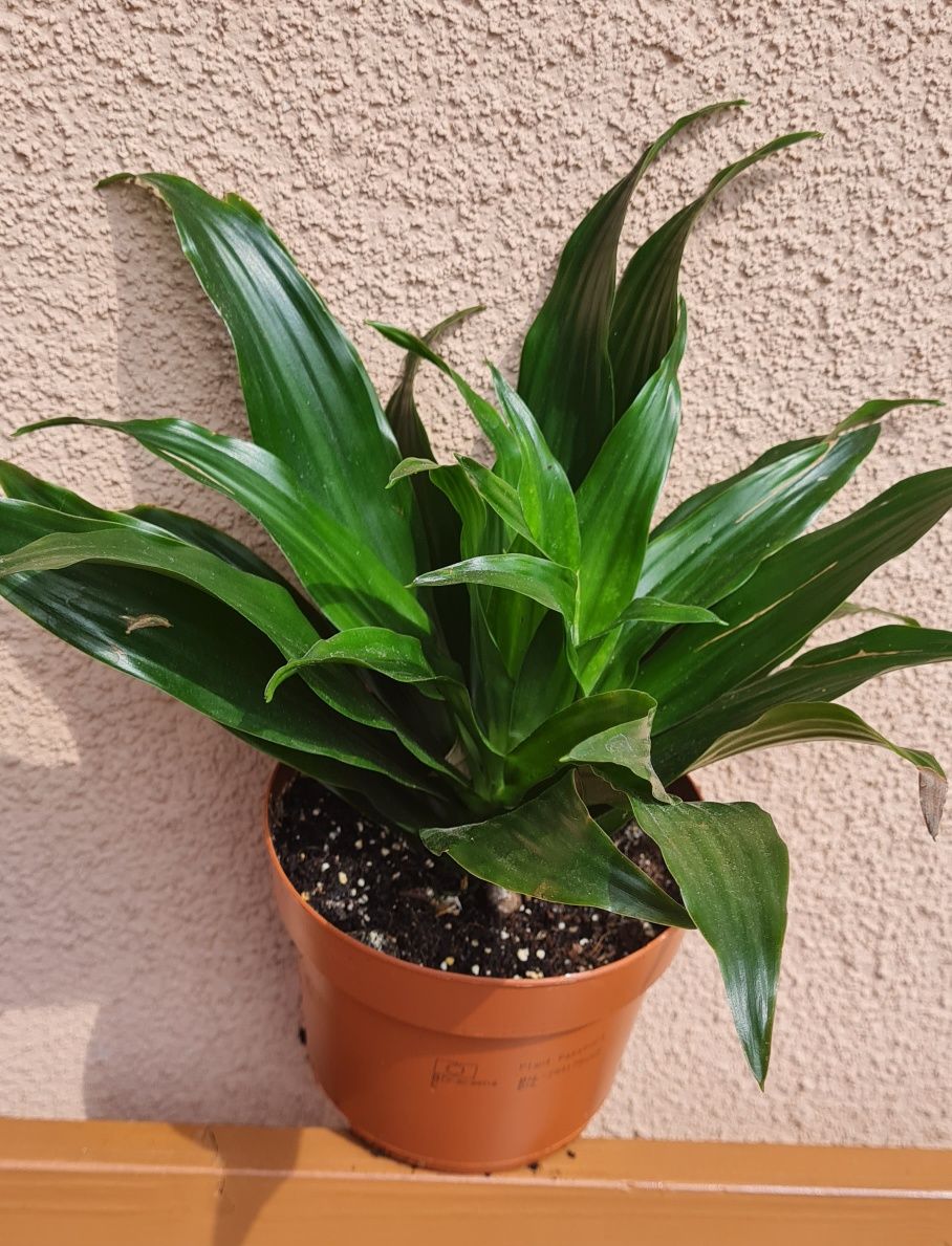 Dracena wonna Dracena fragrans
