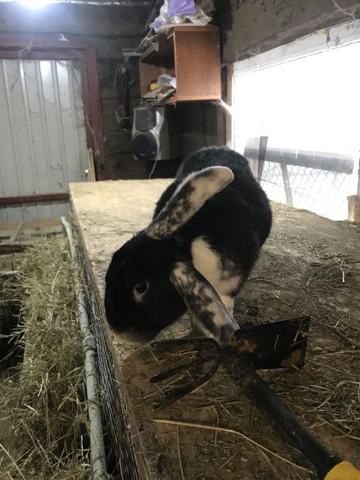 Продам кроликів.