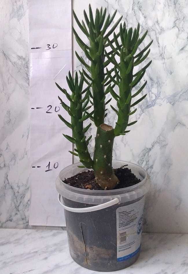 Аустроциліндропунція (Austrocylindropuntia) та  Опунція (opuntia)