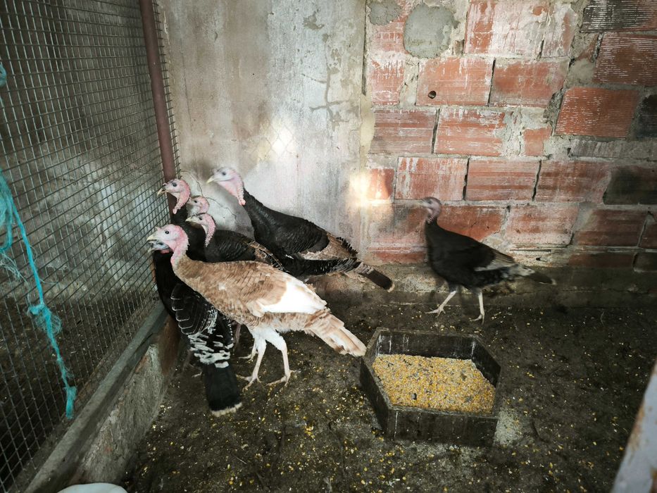 Perus pretos e castanhos