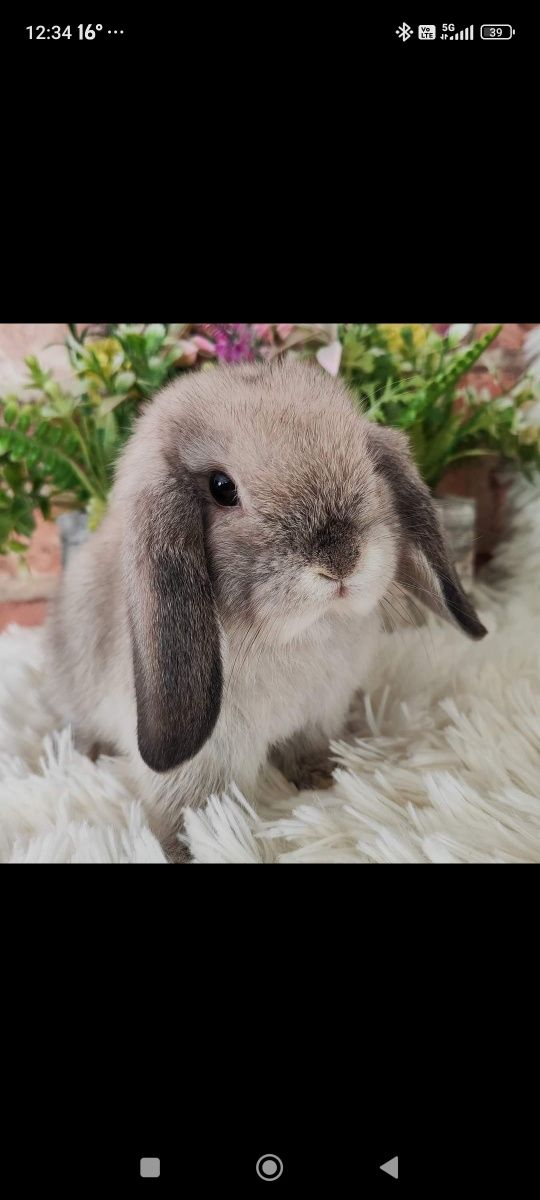 Króliczki Mini lopki