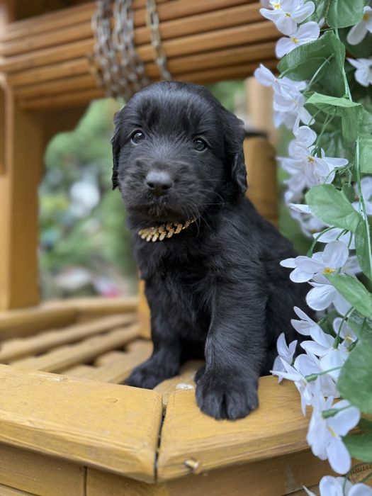 Śluczny Piesek Flat Coated Retriever