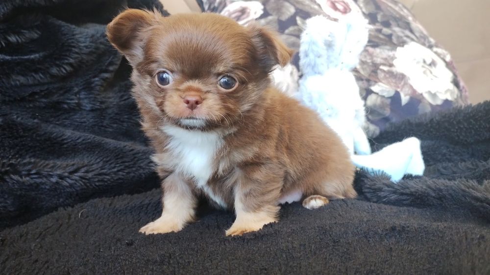 Chihuahua szczeniak długowłosy
