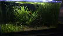 Akwarium 126l 80x35x45h