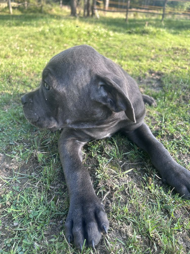 Cane corso do odbioru suczka niebieska pochodzenie FCI