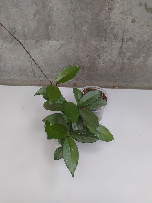 Хойя комнатное растение