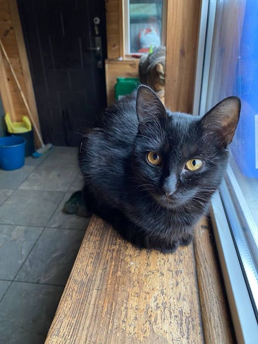 Чорненький котик Зевс шукає дім.