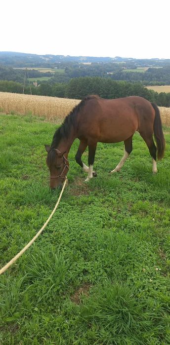 Sprzedam klacz huculską!