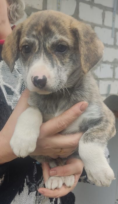 Щенки добрым людям