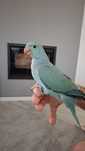 Ring neck azul turquesa  criado a mão