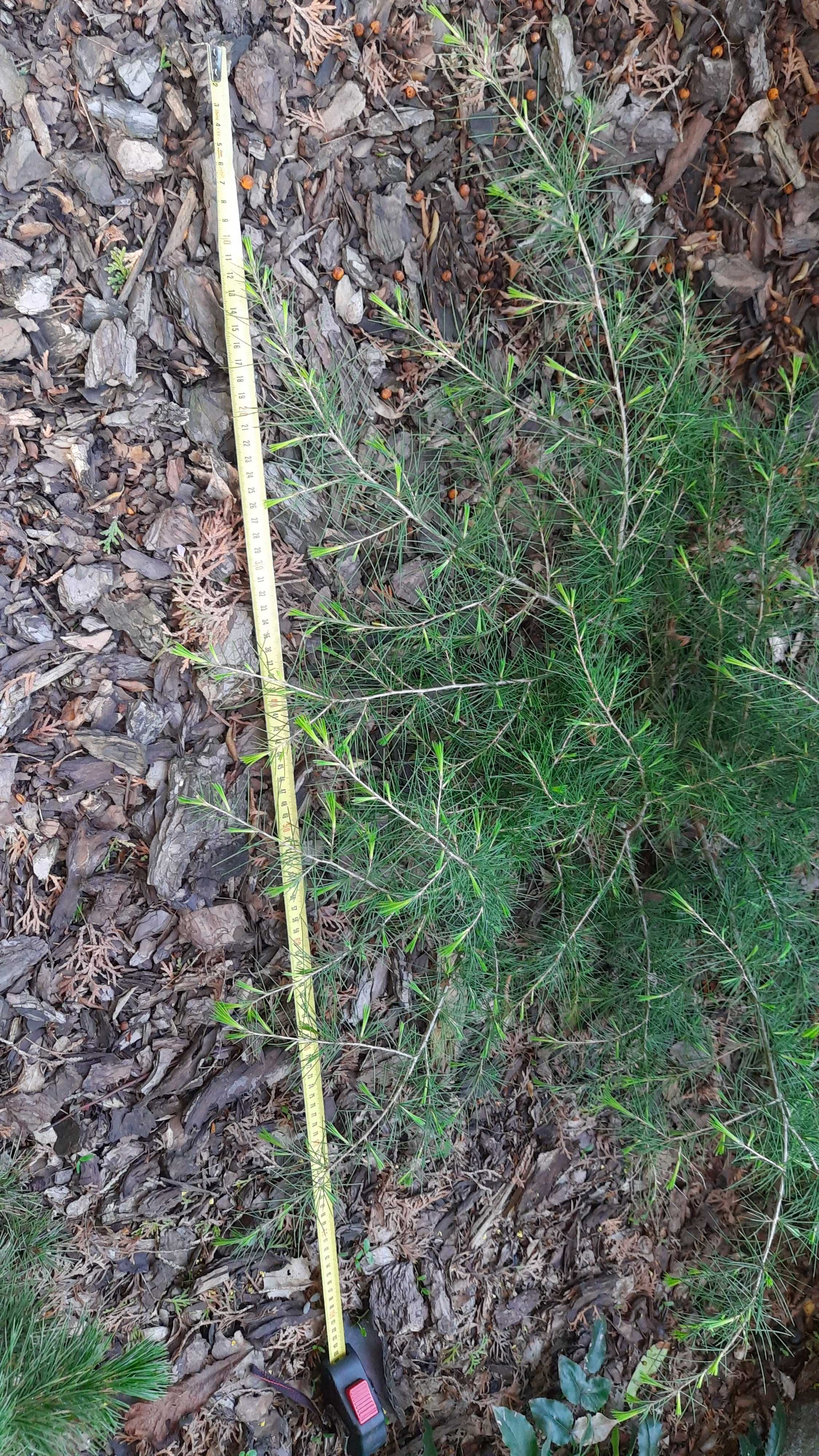 Cedr himalajski Cedrus deodara 55 cm