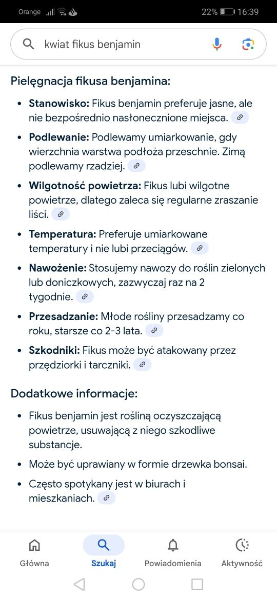 Duże drzewko - kwiat - Fikus Benjamin.
