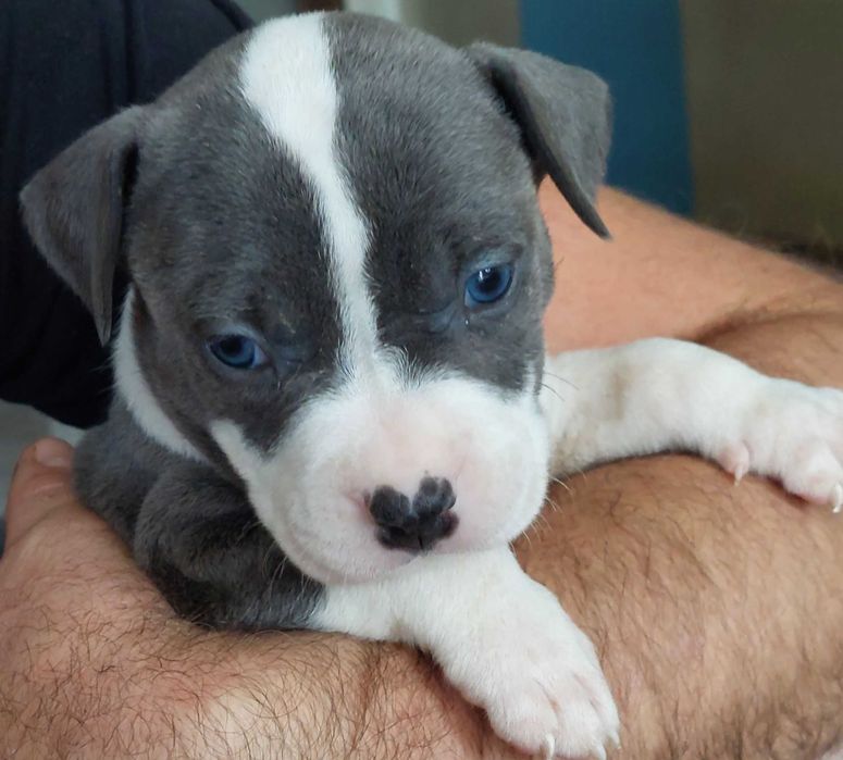 American Staffordshire Terrier Amstaff Blue szczeniak