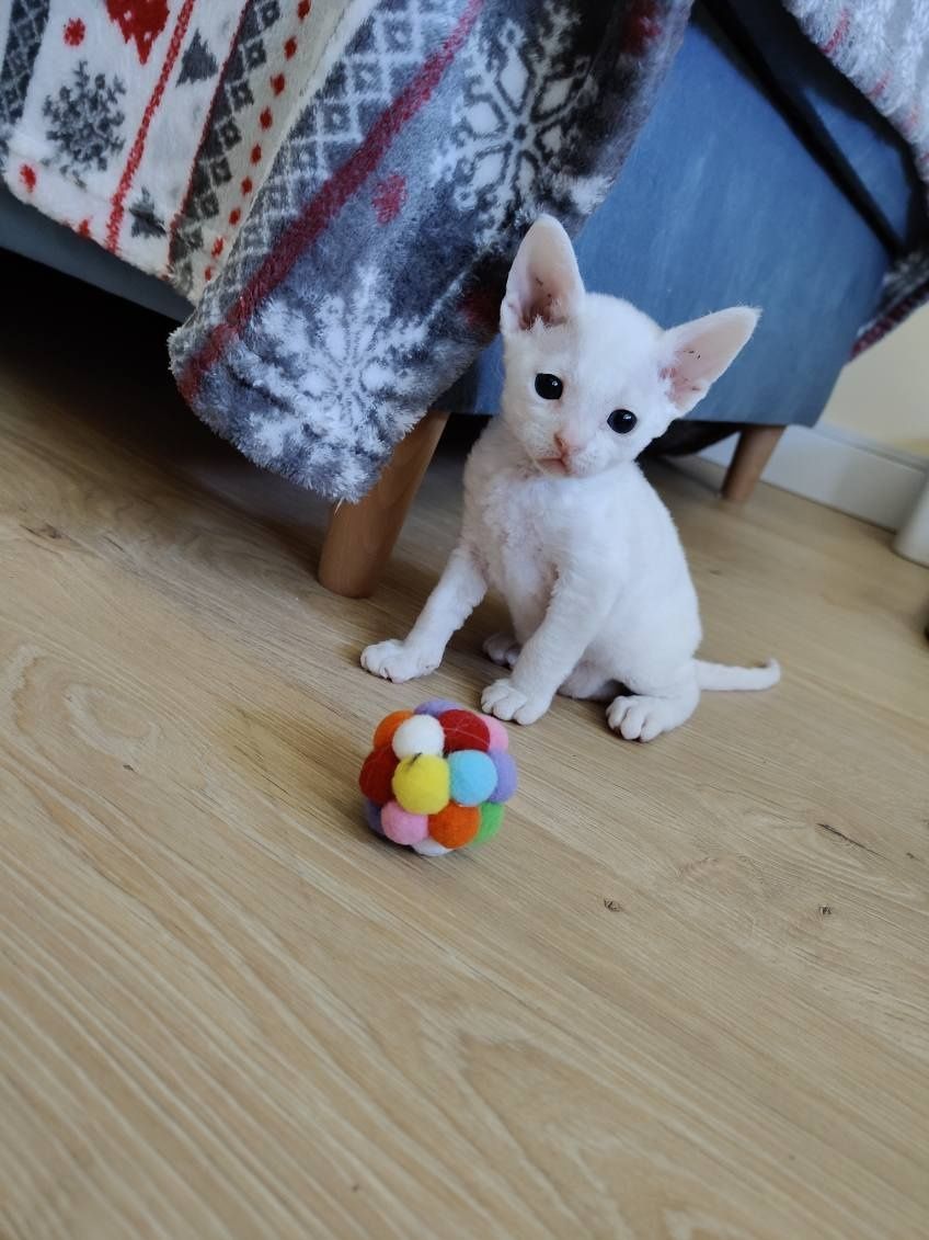 Devon rex białe kędziorki