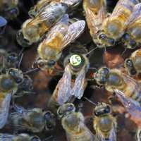Бджоломатки Карніка ACA F-1 ( Австрія, репродуктор) пчеломатки. матка