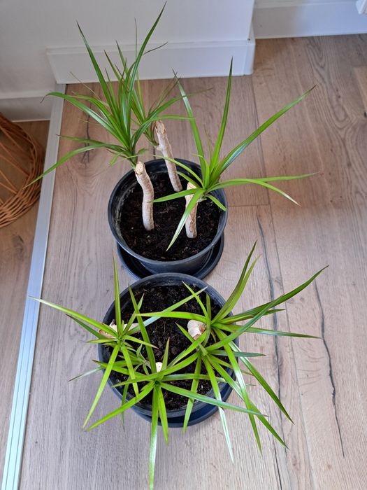Dracena 3 sadzonki ‐ cena za 1 doniczkę