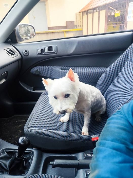 West Highland white terrier