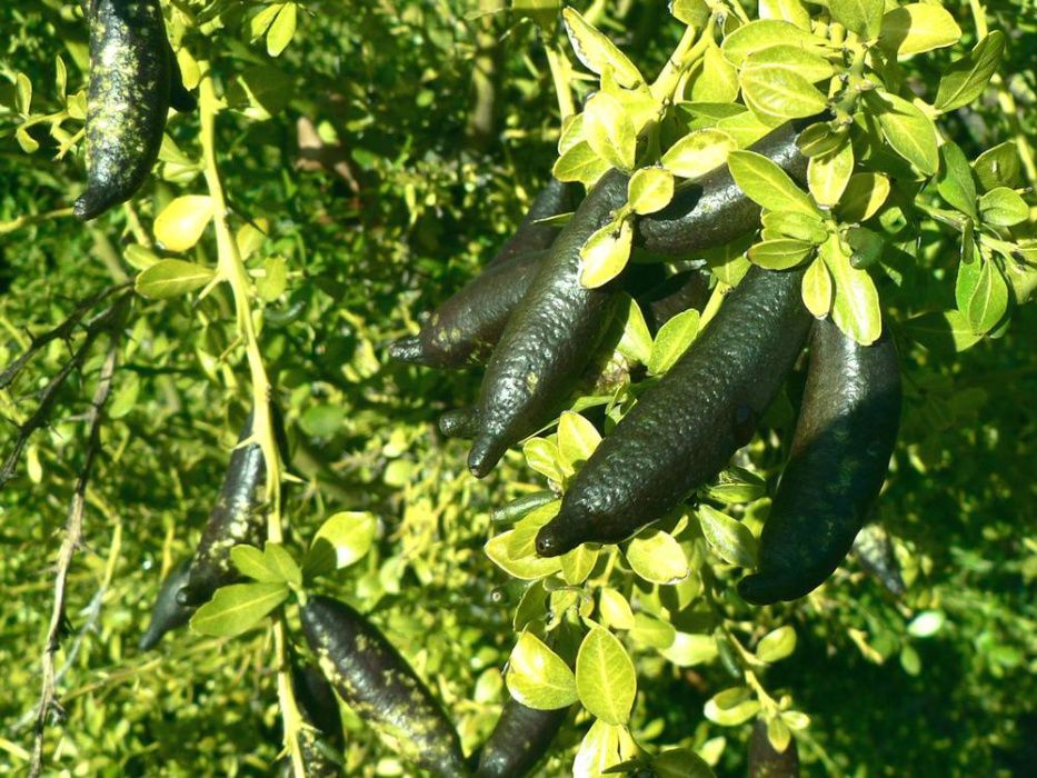Лайм «Фингер», Комнатный