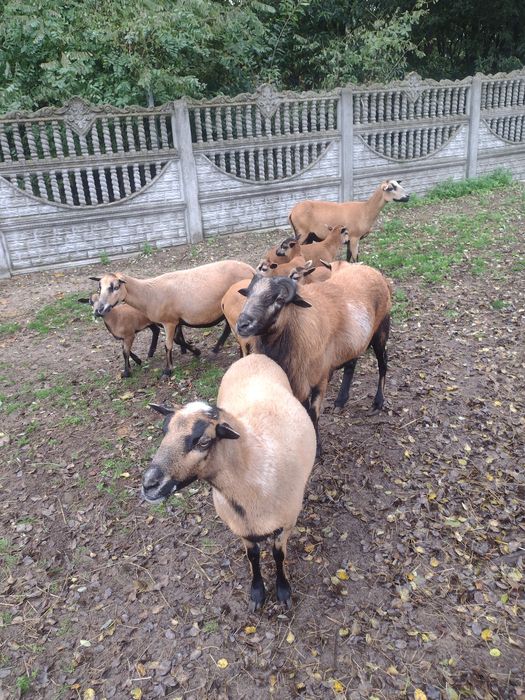 Owca i baran kameruński dorosłe