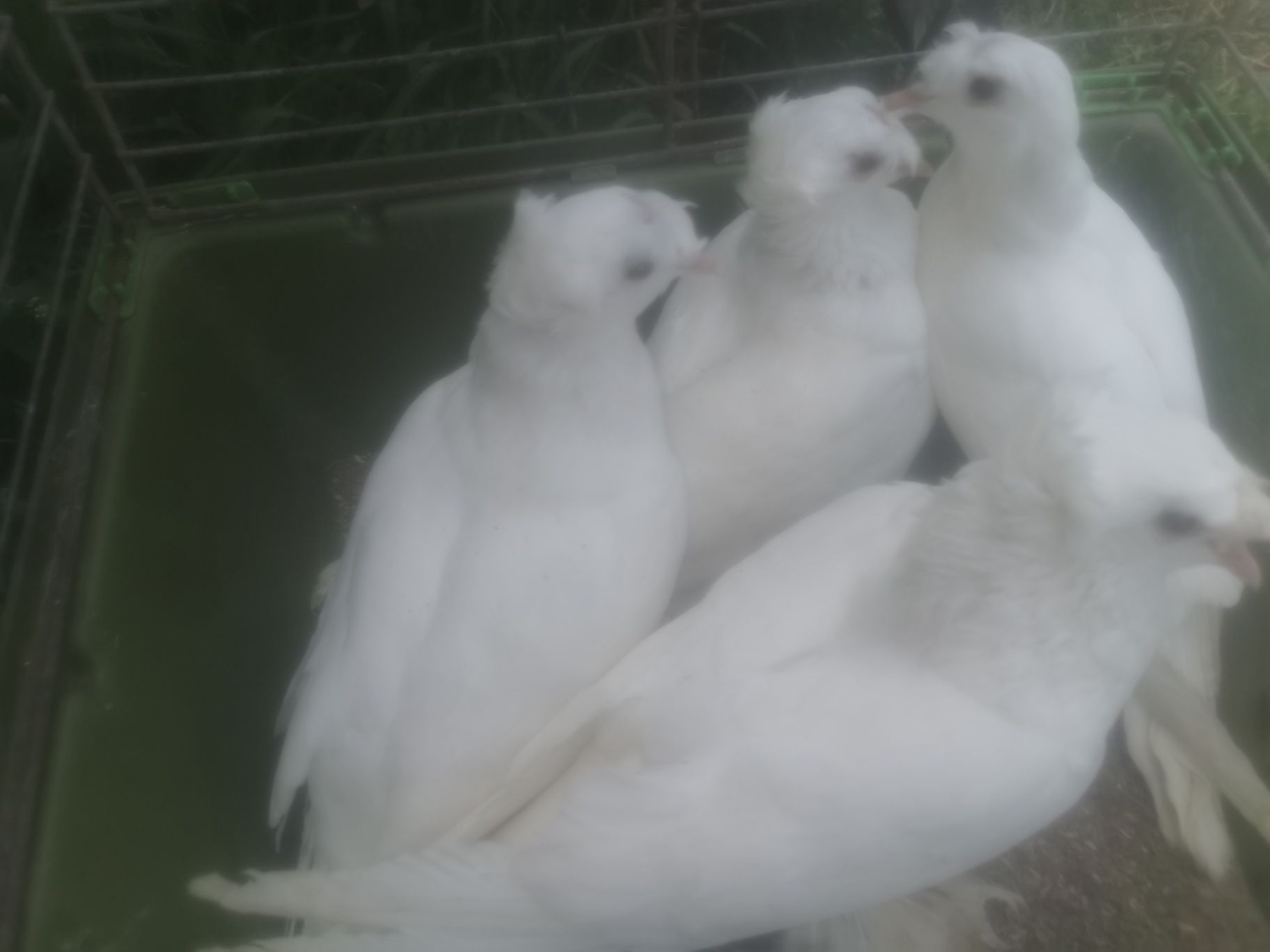 Sprzedam gołębie turkoty 3  sztuki MOŻLIWOŚĆ DOWOZU